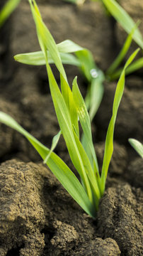Young Wheat Sprouts Growing in the Field Close Up