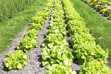 Fototapeta na wymiar Rows of fresh lettuce plants