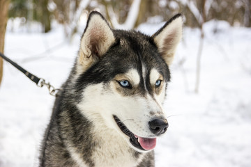 Husky breed dog portrait in winter