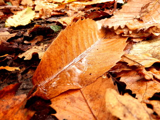 Close up of an autumn leaf following rainfall