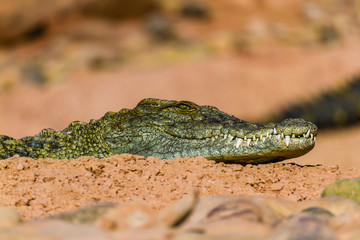 Close up portrait of aligator staing allert in the sun 