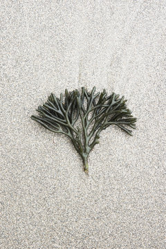 Seaweed sprig,  Yuigahama Beach, Japan, East Asia