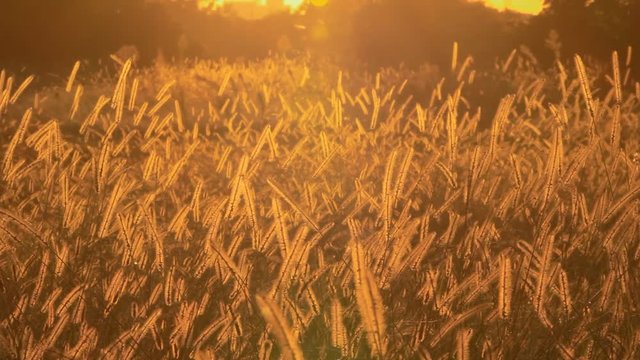 夕暮れのエノコログサの群生