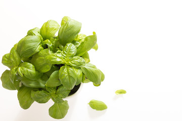Fresh green basil in pot, on white background.
