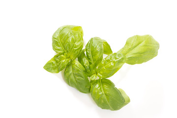 Fresh green basil leaves with natural shadow, on white background.