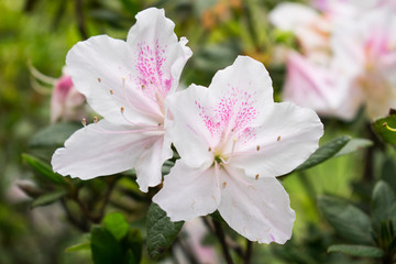 Two white tropical flowers