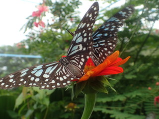 Fototapeta na wymiar Double Butterfly
