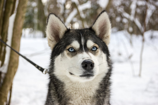 Husky breed dog portrait in winter