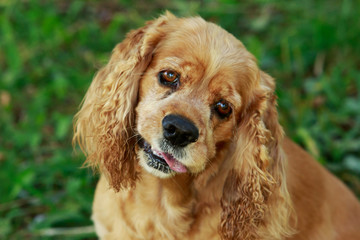 dog breed American Cocker Spaniel