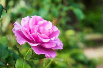 Pink rose in bloom