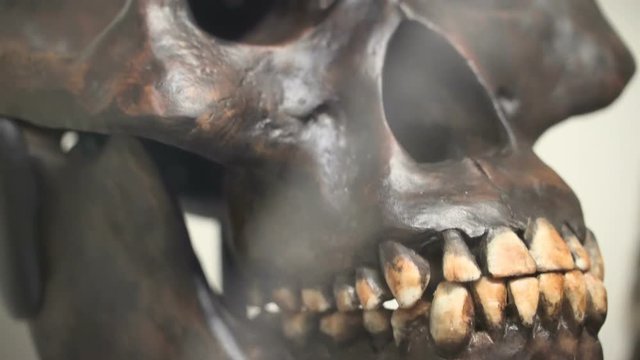 A closer look of the skeleton skull in black color with the white complete teeth in Ireland