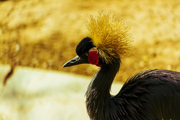 East African crowned cranes famous for their elaborate mating rituals, which include a spectacular display of head bobbing, leaps, bows, and wing fluttering.
