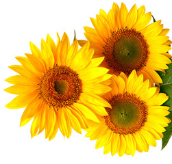 Bouquet of sunflowers flowers red and yellow isolated on white 