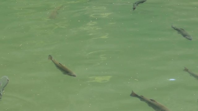 Flock of brown trouts - Salmo trutta are swimming in the greenish pond