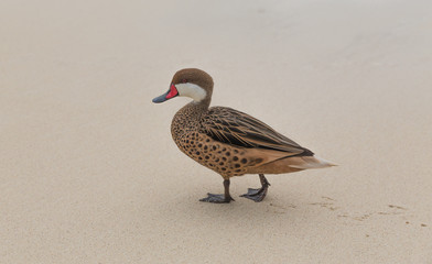 Lesser Bahama Pintail Duck on Sapphire Beach