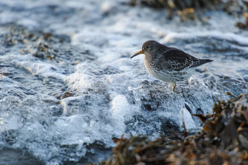 Purple Sandpiper . On the coast of Norway