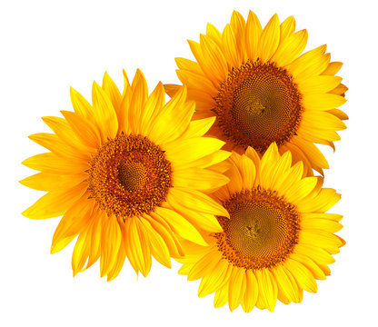 Bouquet of sunflowers flowers red and yellow isolated on white 