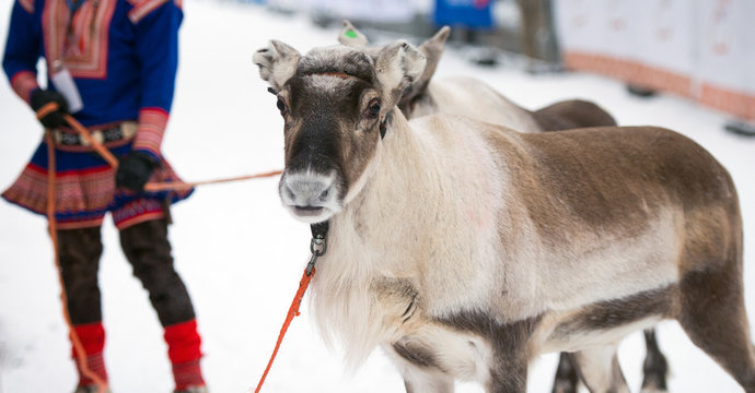 Portrait of a reindeer, Tromso
