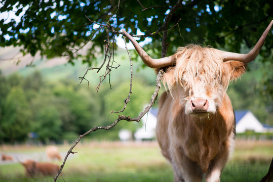 Scottish Highland Cow