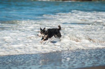 Energetic black and white Australian Shepard dog splashing through the beach surf.