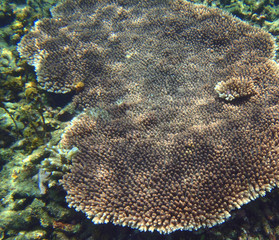 Tropical coral reef