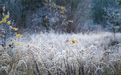 Plants with white rime
