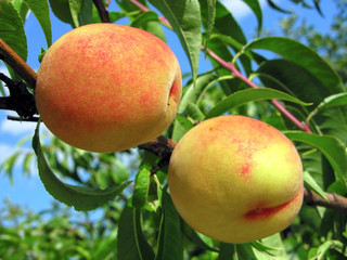 close-up of the peach branch