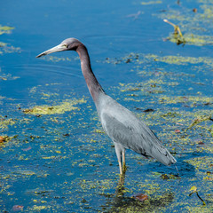 Little Blue Heron at Brazos Bend State Park, Texas