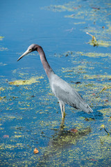 Little Blue Heron at Brazos Bend State Park, Texas