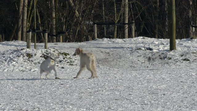 Two white dogs, one thin, one fat, wag their tails and play in the snow in the park.