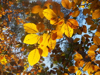 Goldener Herbst: herbstlich gefärbte Buchen im Wald