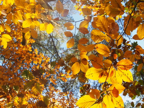 Goldener Herbst: herbstlich gefärbte Buchen im Wald