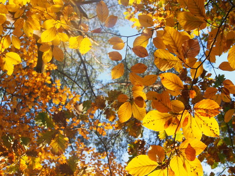 Goldener Herbst: herbstlich gefärbte Buchen im Wald