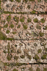 Old grunge weathered bricks with moss closeup as background