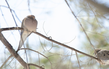 Sleepy Mourning Turtle Doves (Zenaida macroura) resting on a tree branch in morning stillness.  Luminescent  sunlight.