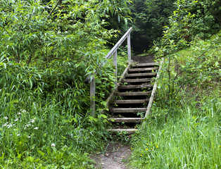 stairway in forest