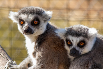Obraz premium lemur friends