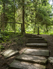 Obraz premium stairway in forest