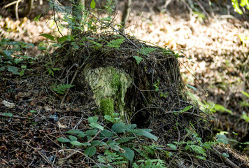Stump in the spruce forest