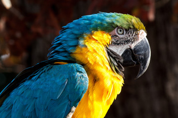 parrot peak