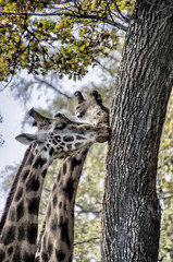 Giraffe