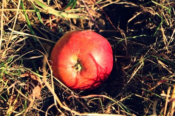 Apfel zur Erntezeit  - 127443206