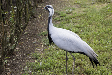 demoiselle crane (Grus virgo)
