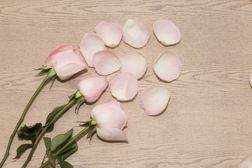 group of pink rose on wooden desk,rose flower give on valentine, copy space,rose flower have thorn