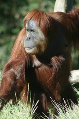 Fototapeta premium Singe