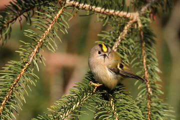 Wintergoldhähnchen auf Tannenzweig