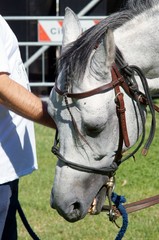 testa di un cavallo con briglia