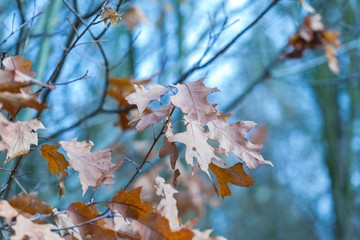 Dry oak leaves in autumn