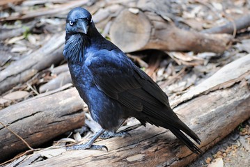 posh bird