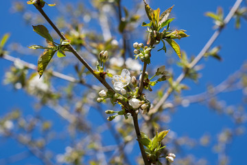 Spring